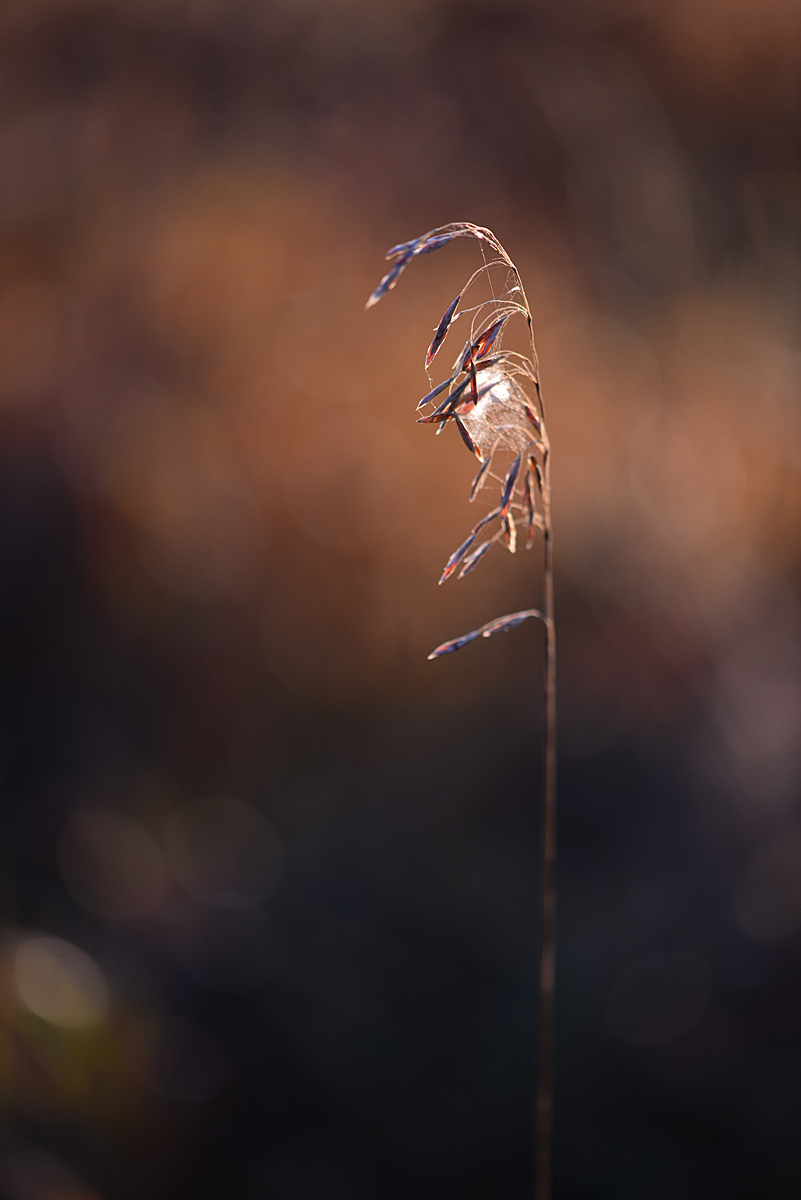 Autumn Grass