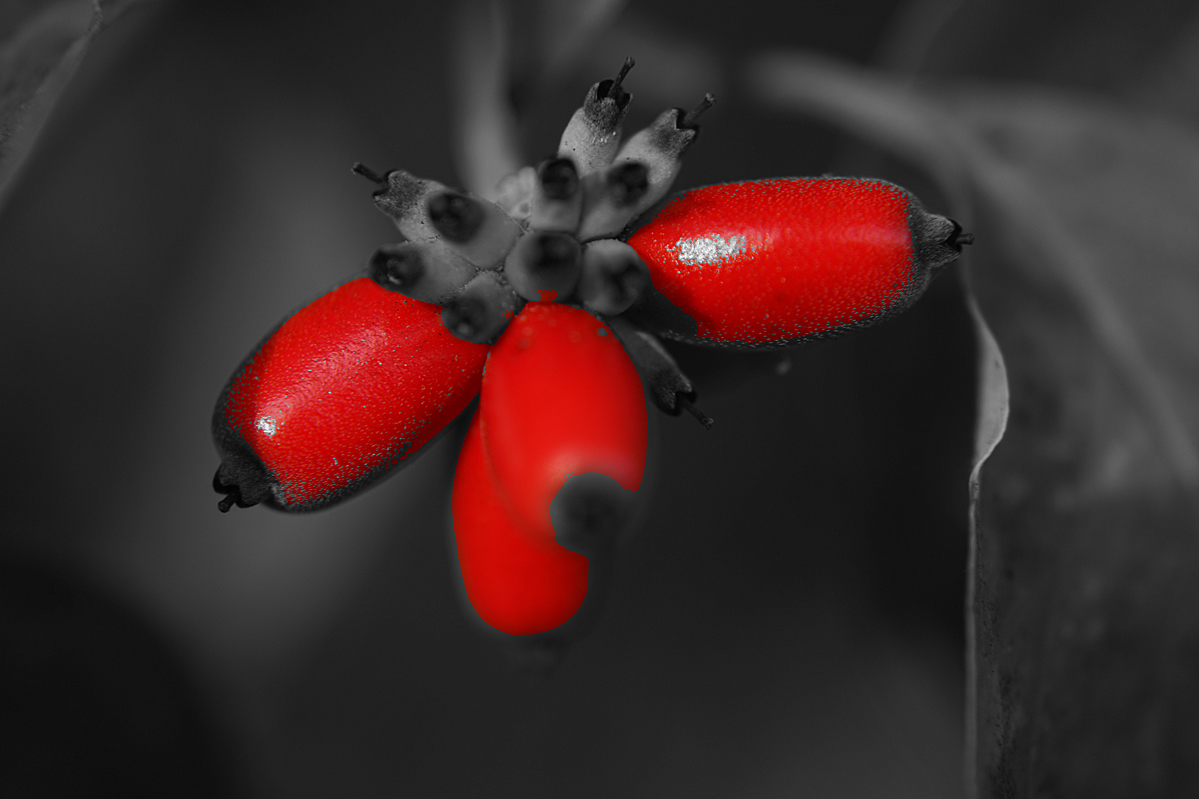 Dogwood Berries In September