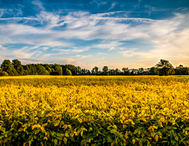 Blue Skies and Yellow Beans - First Day of Fall in the Midwest