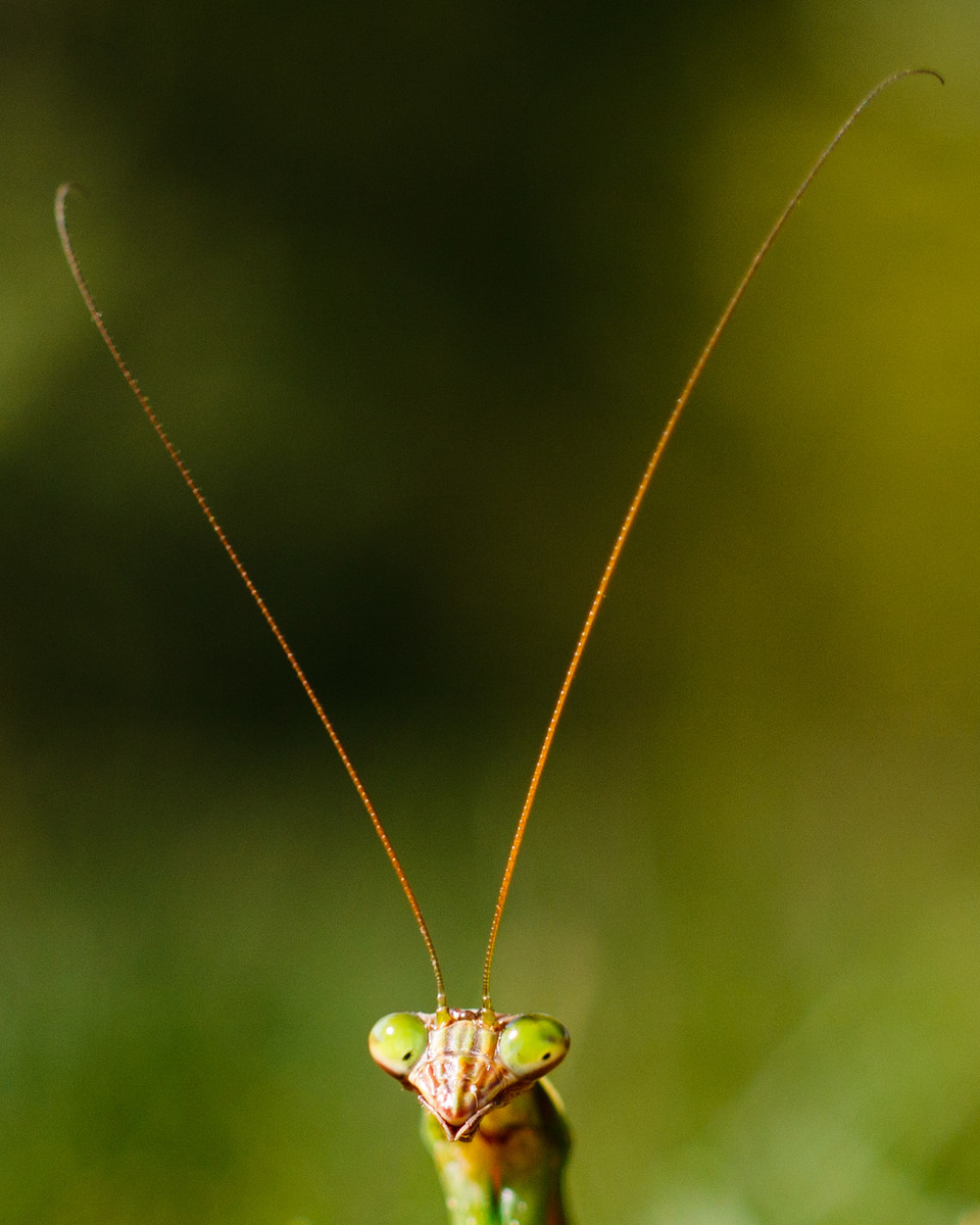Tall Antenna