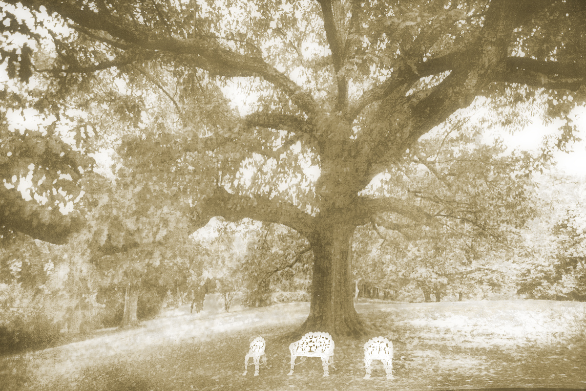 The Towering Oak