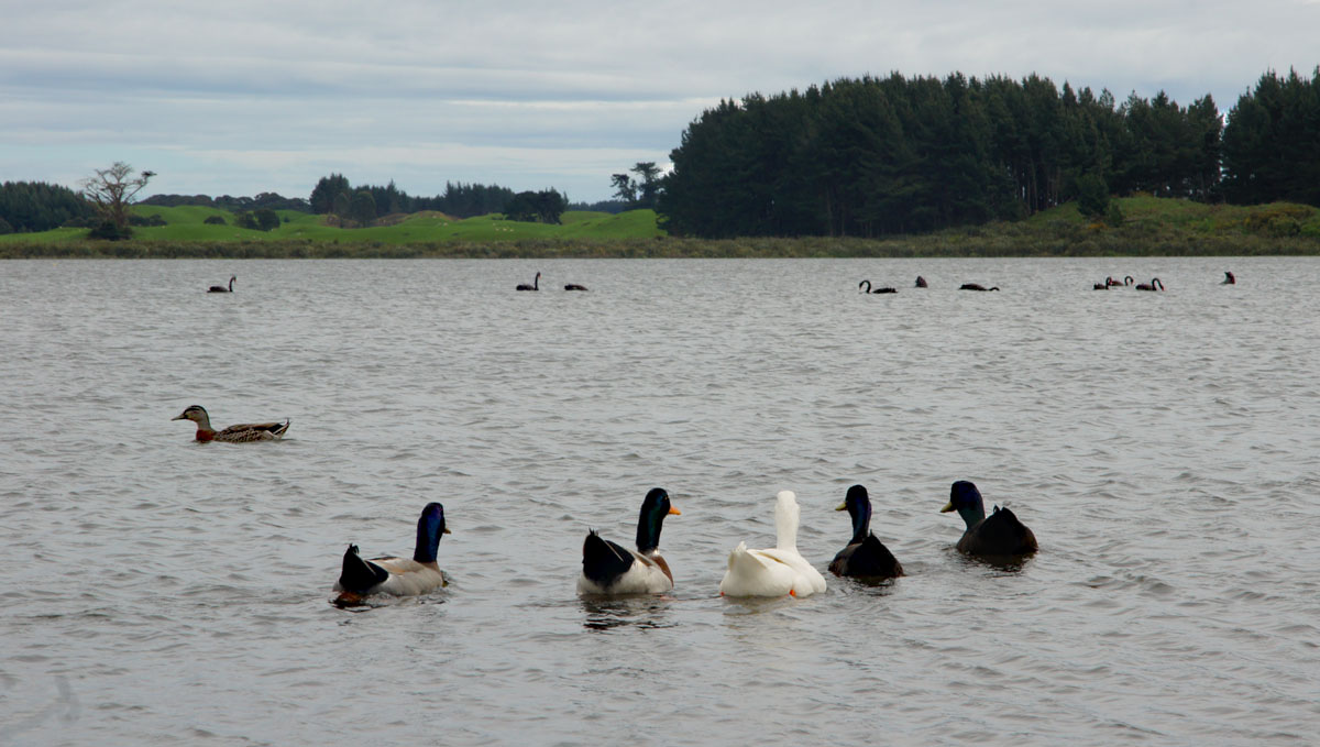 getting ones ducks in a row 