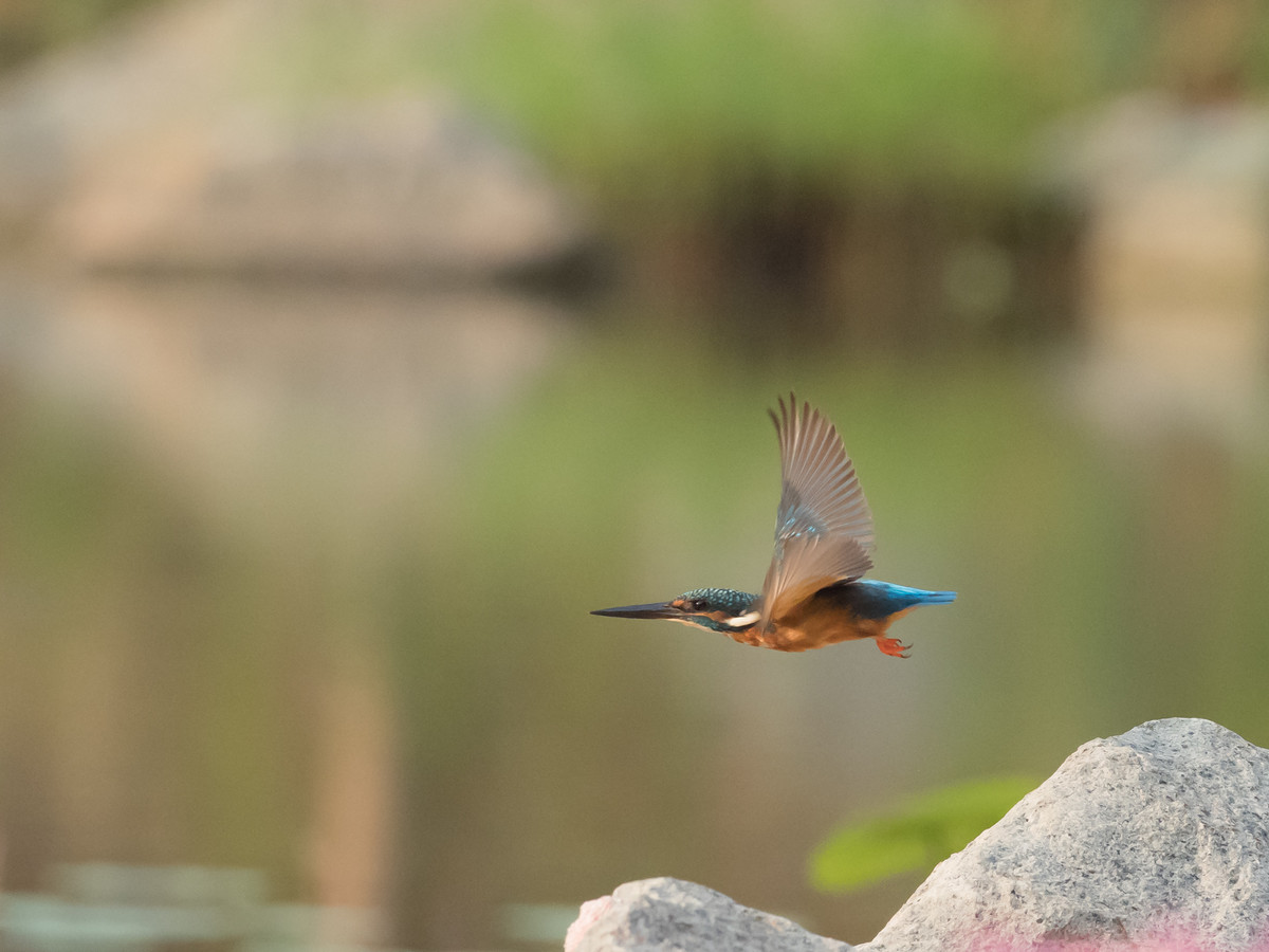 Common Kingfisher in Flight