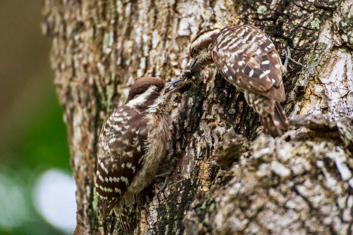 Life (Love) under Camouflage