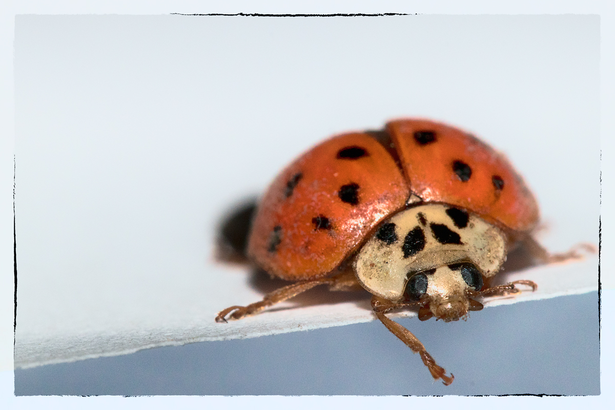 Ladybird