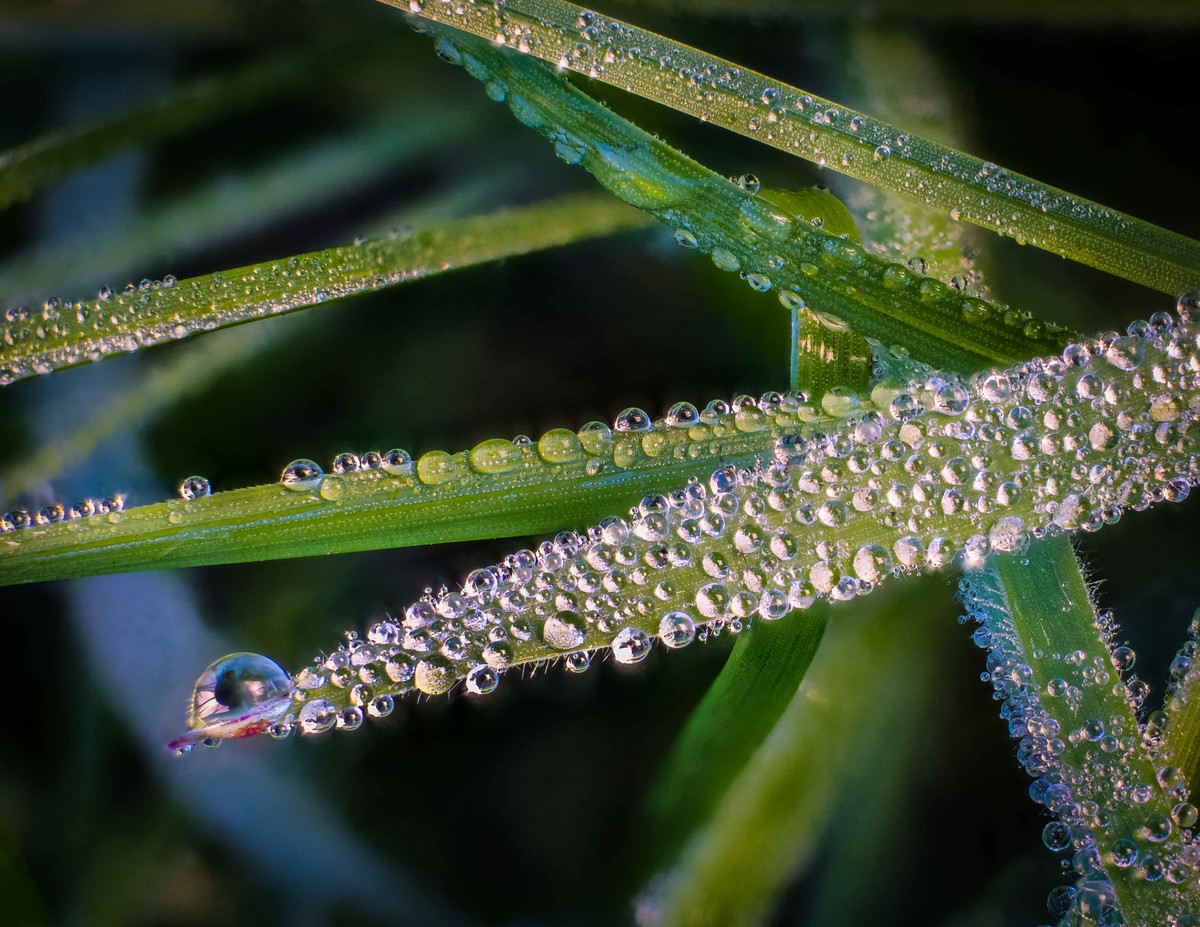 ...When Covered In Dew