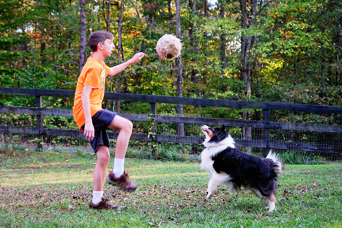 Dog Soccer