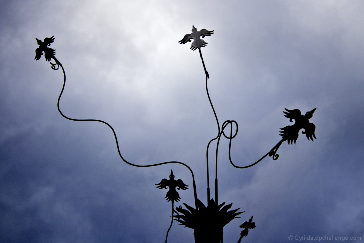Bird on a Wire