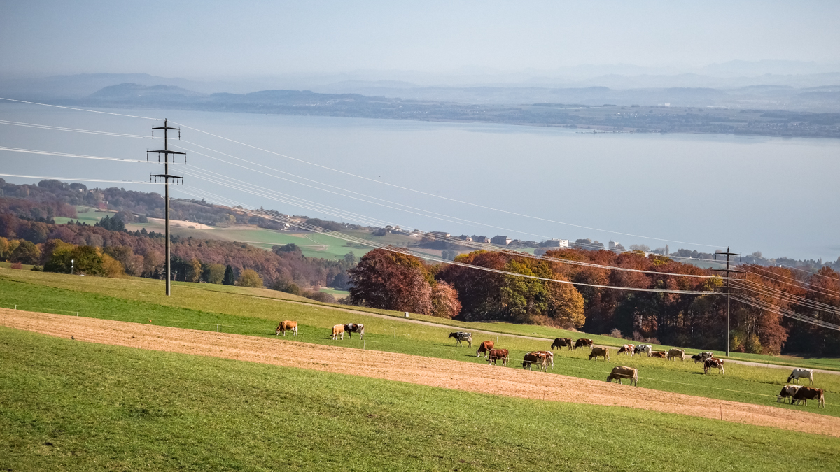 Layered Landscape with Wires and Cows