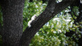 White Squirrel in a Tree