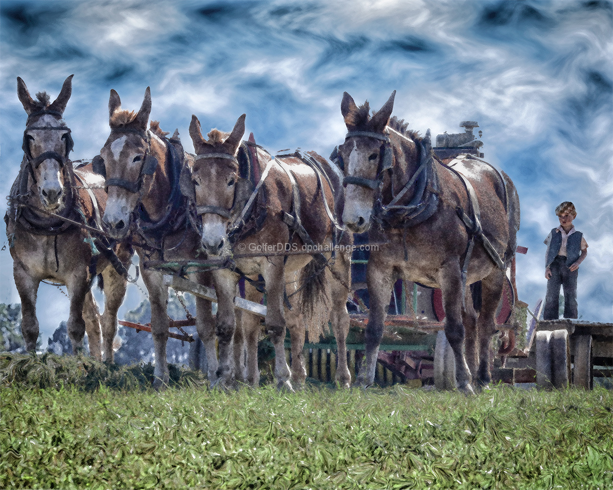 Amish Harvest