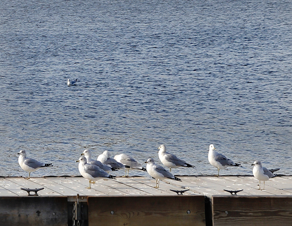 Nine Gulls on a Dock and One in the Water