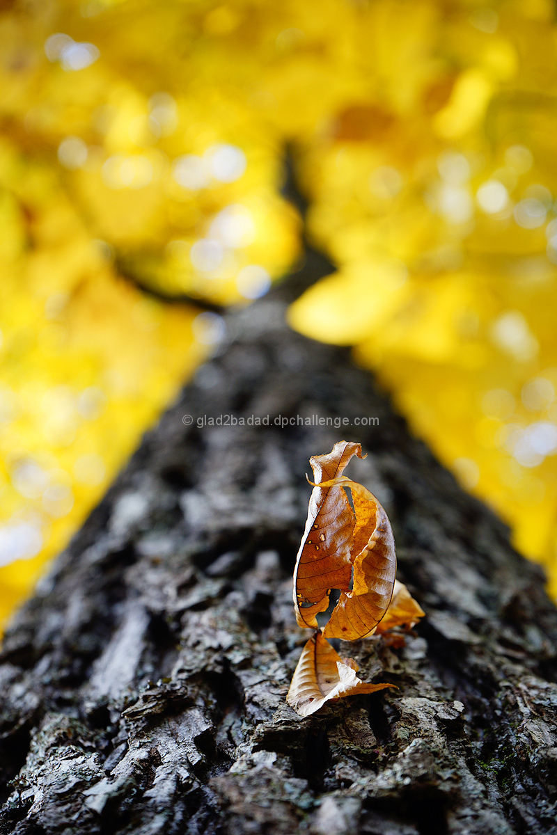 Dead Leaf Sprig