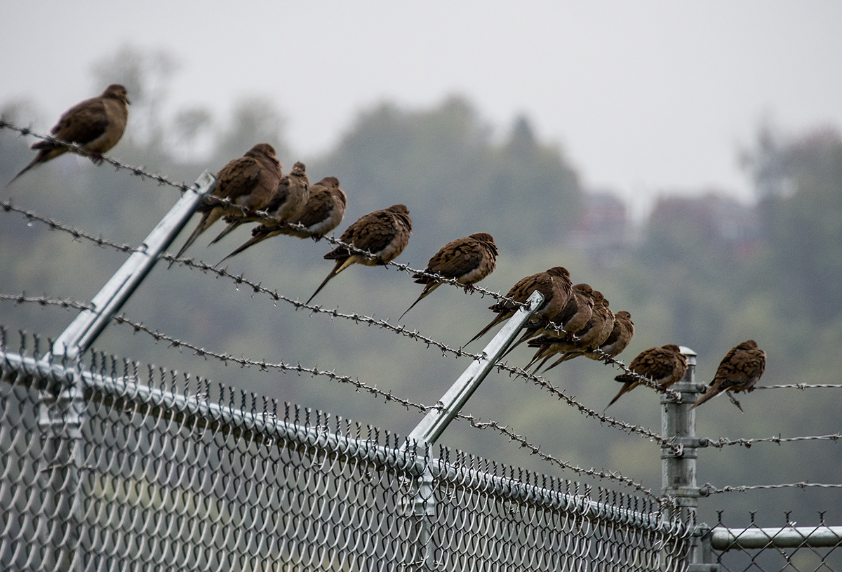 Birds on a Wire
