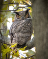  Great Horned Owl on Halloween evening.