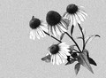 Pen & Ink