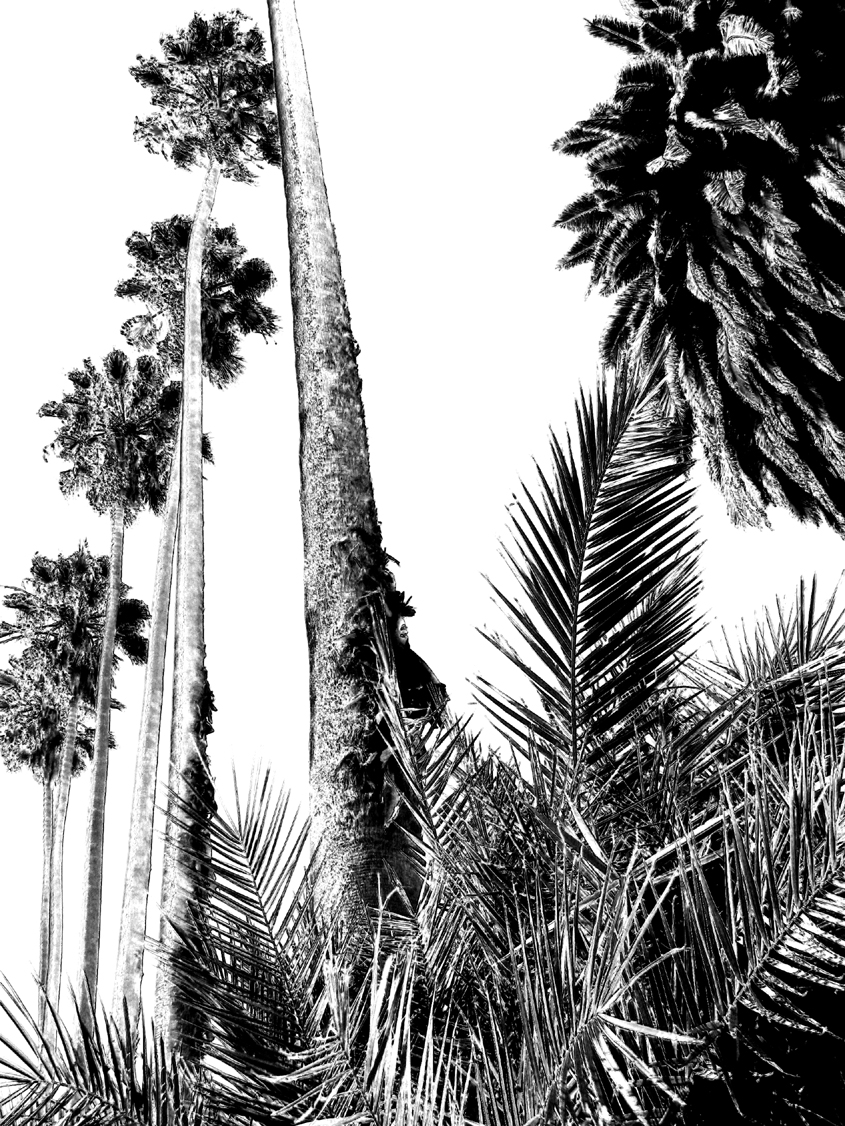 Palm Garden