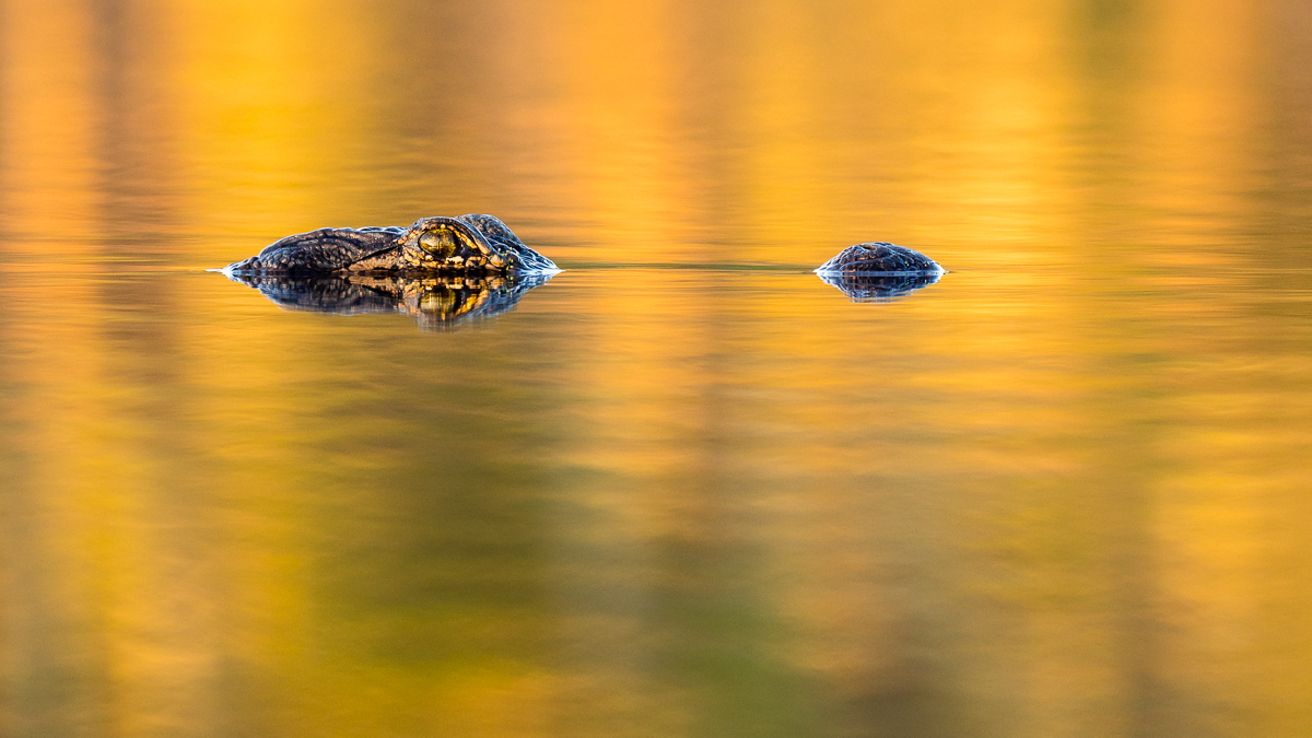 Golden Gator