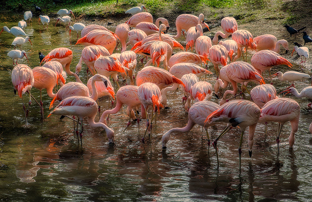 Feeding Time