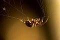 Said the Spider to the Mosquito