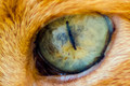Gaze, with those bright languid segments green