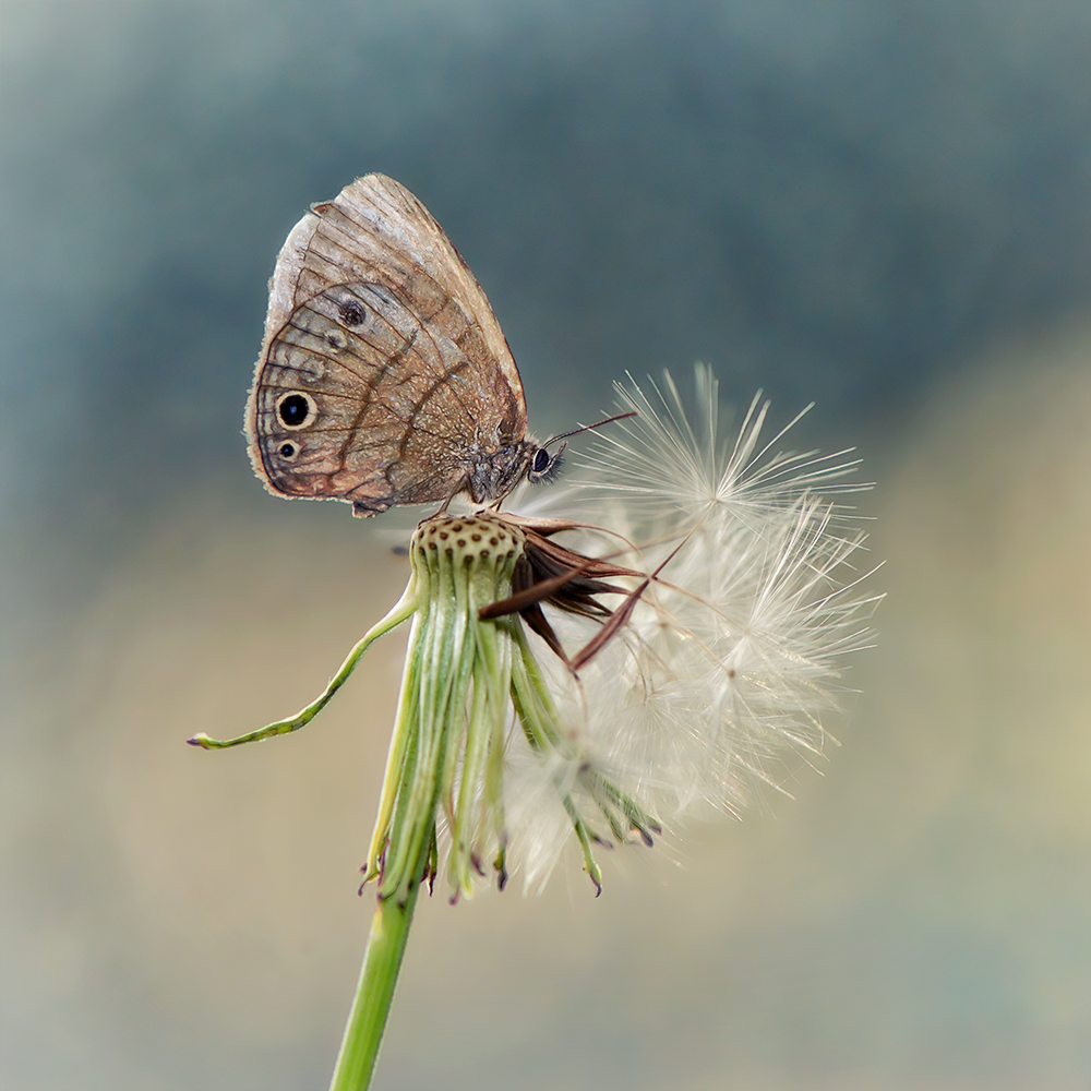 Eastern Pygmy Blue