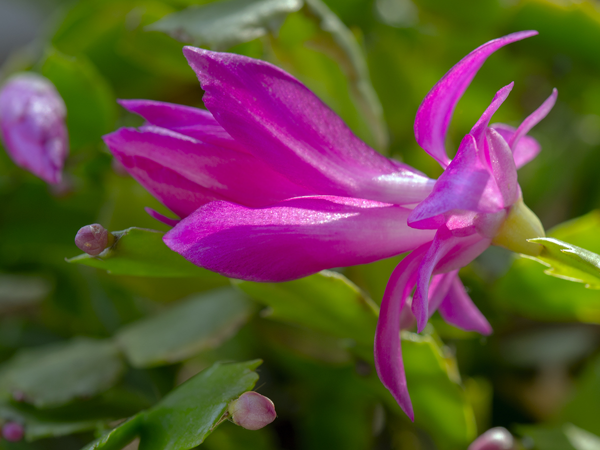 Christmas Cactus flower