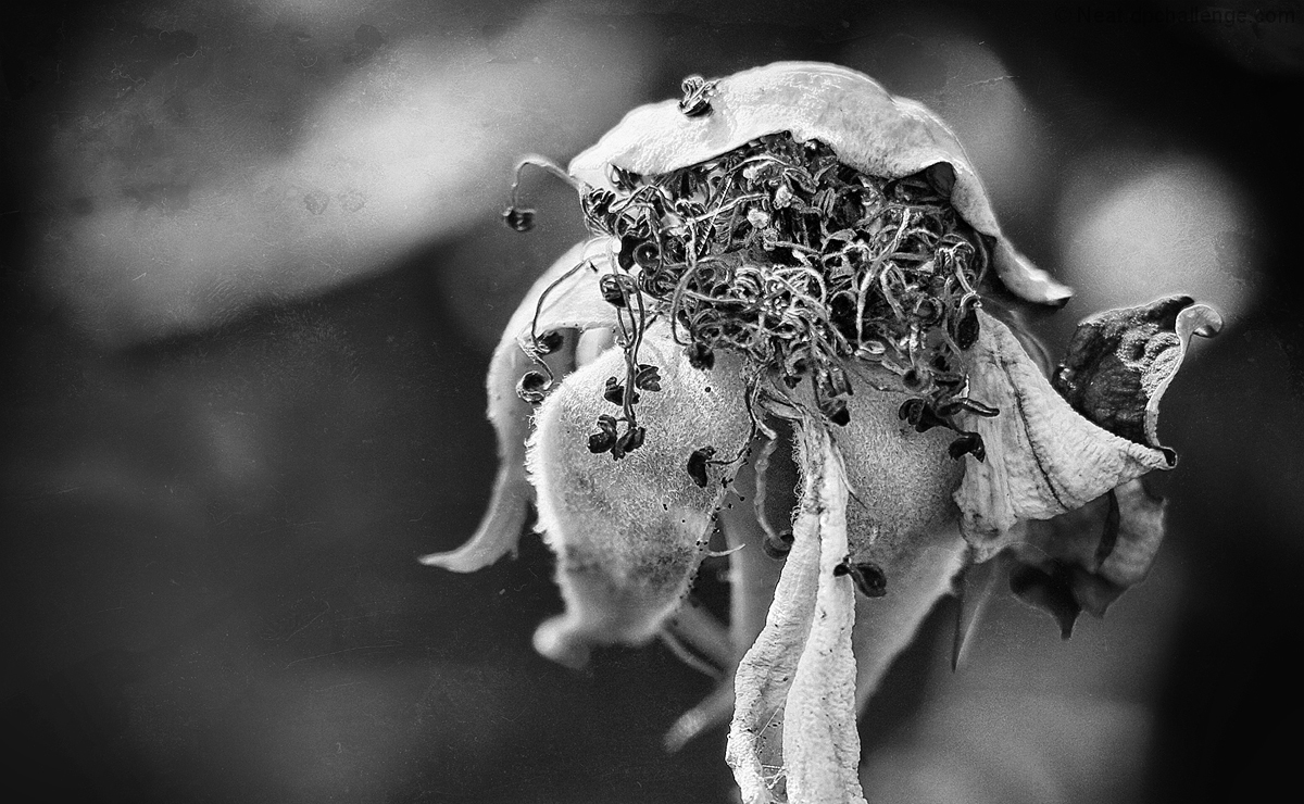 death = decay