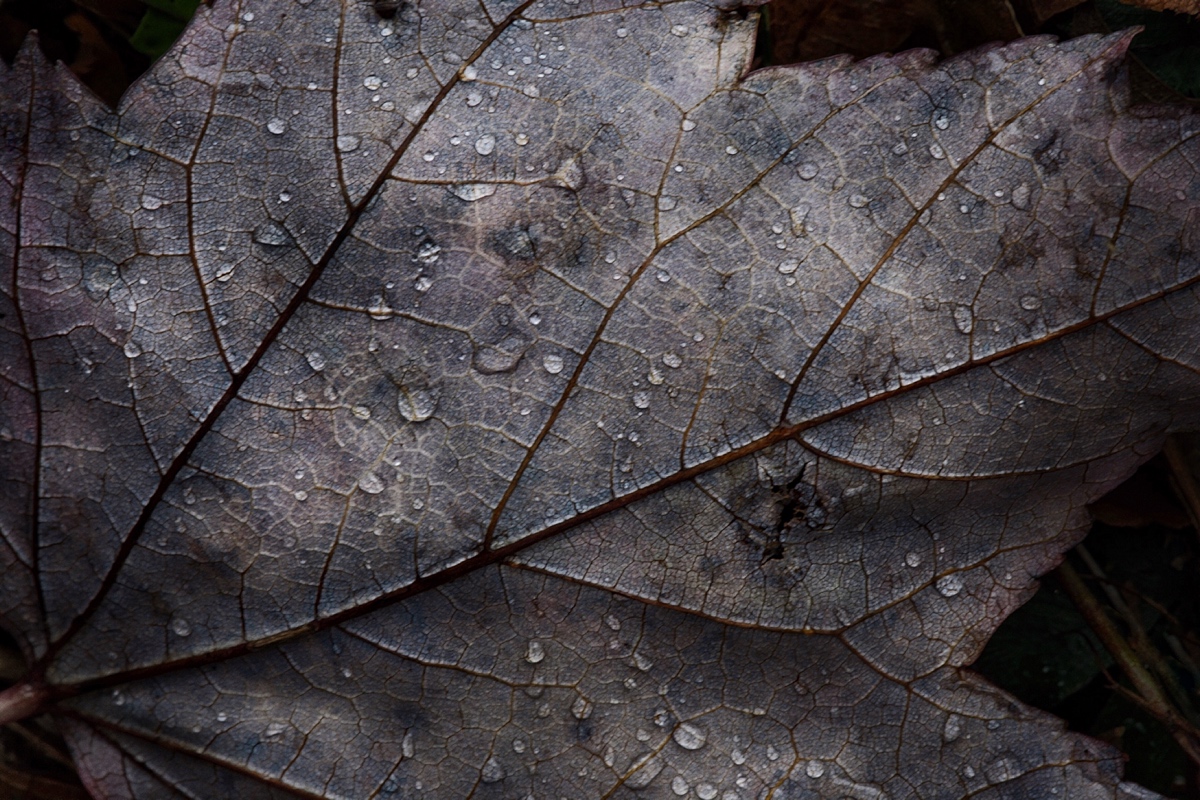 A slow fade to dreary winter gray...