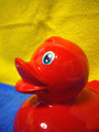 Red rubber ducky