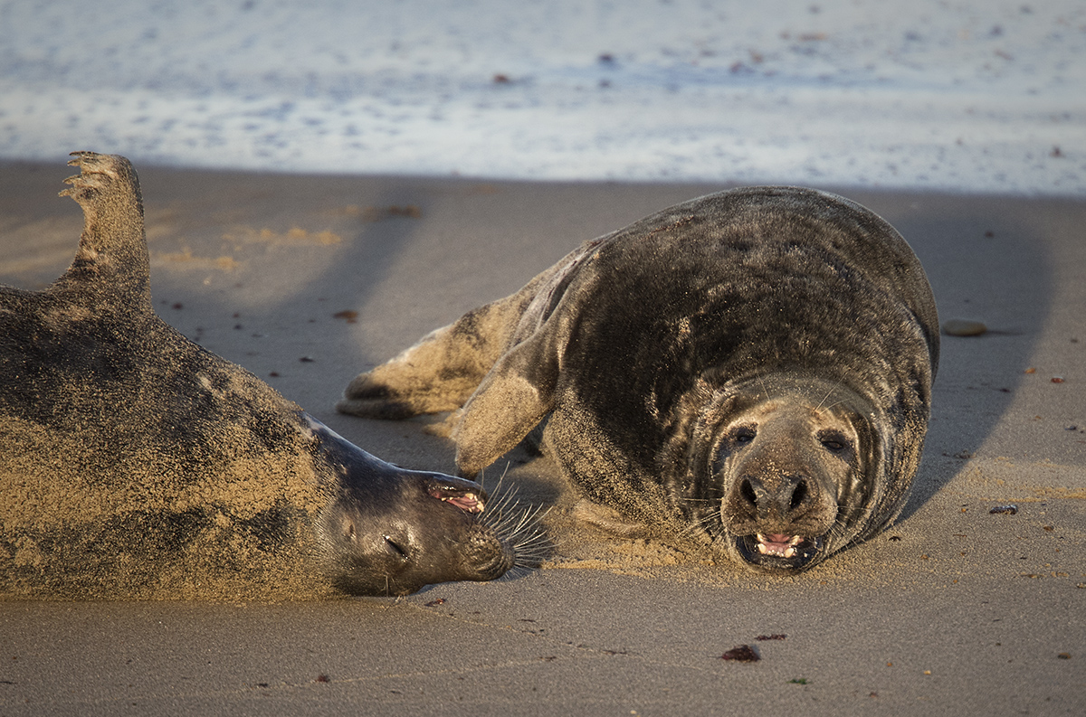 A seal walks into a club....