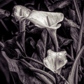 Of Rain and Ruination