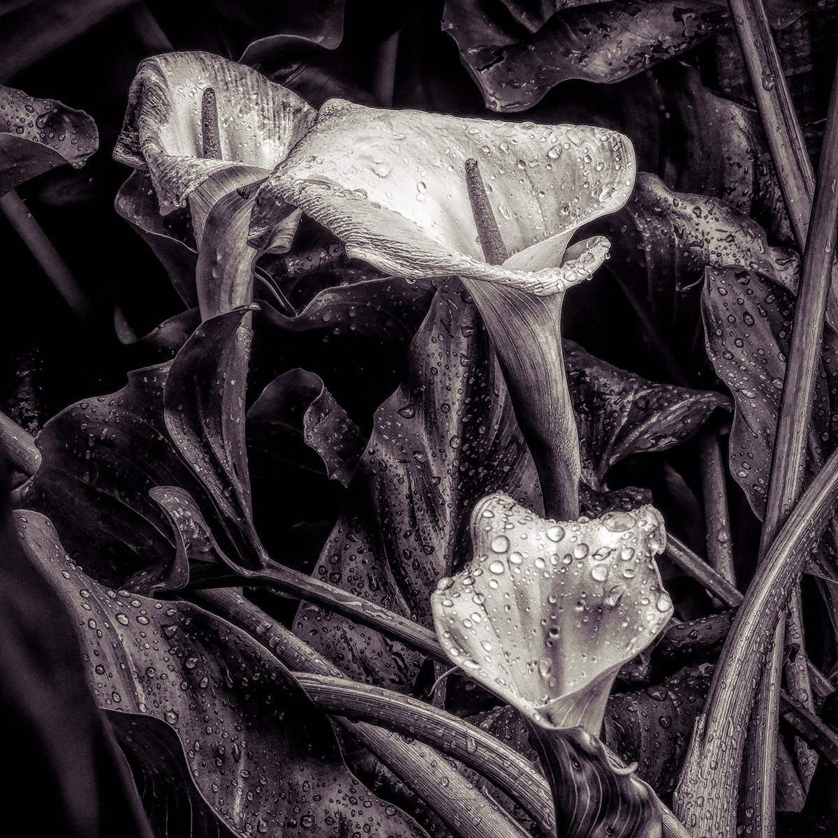 Of Rain and Ruination