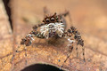 Portia Jumping Spider- The Most Intelligent Spider In The World!