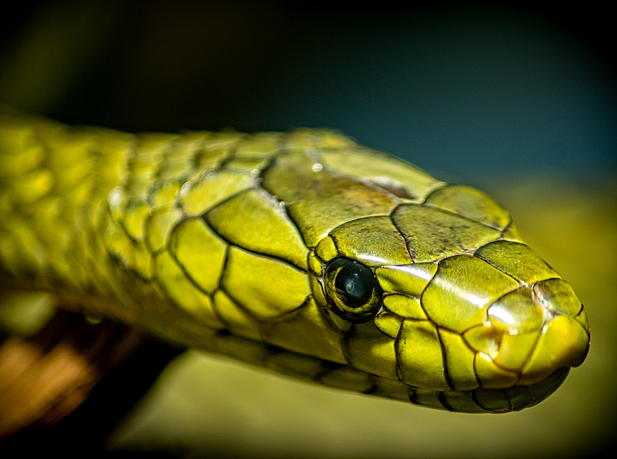 Green Mamba