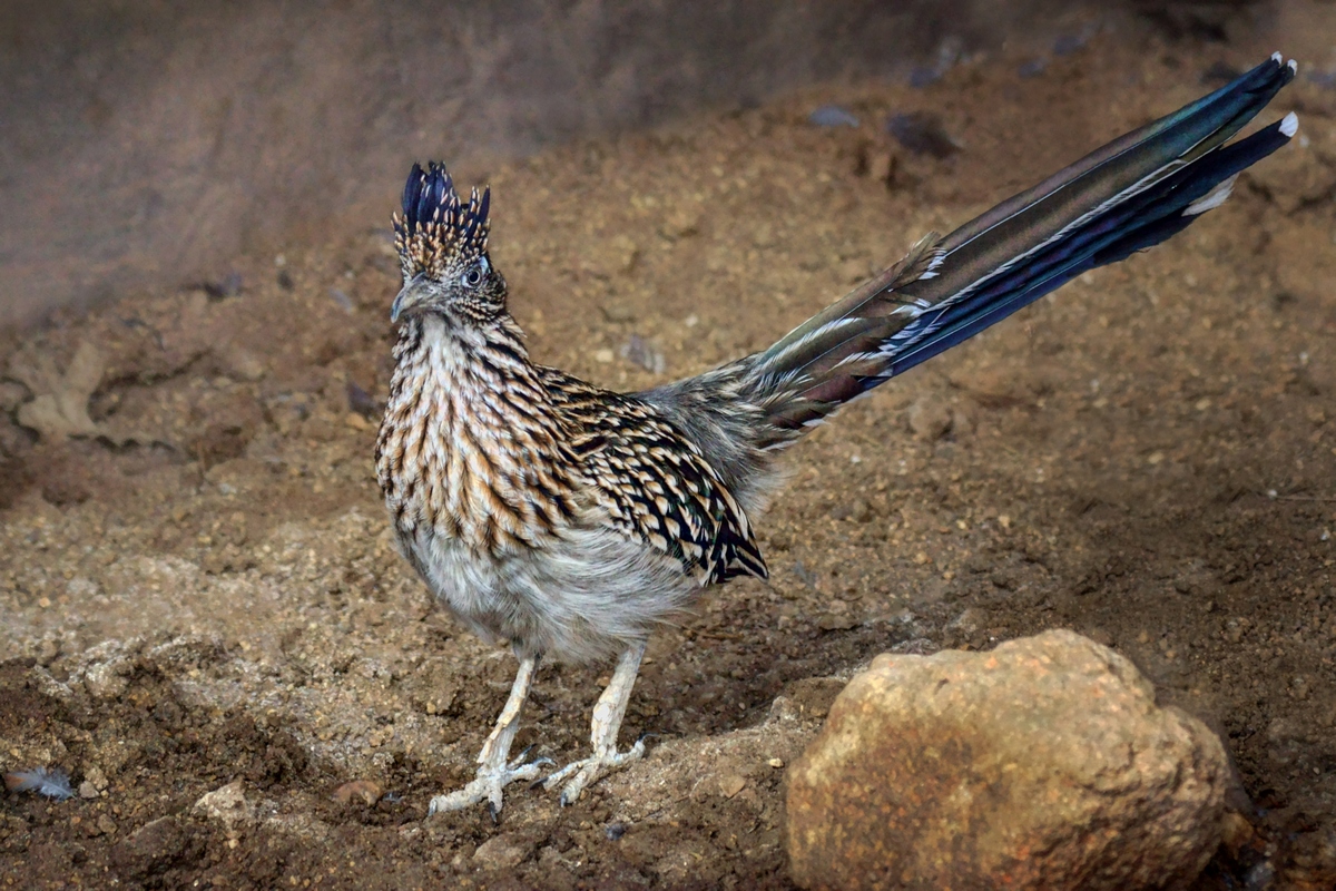 Roadrunner