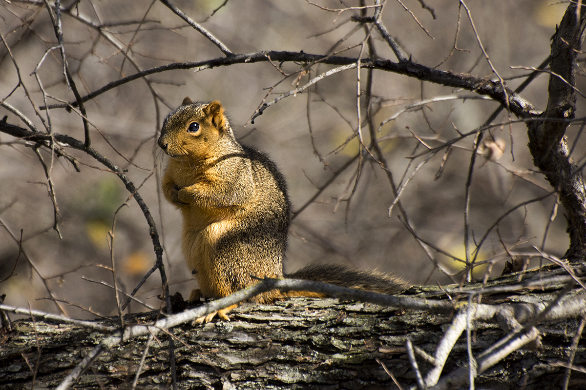 red squirrel