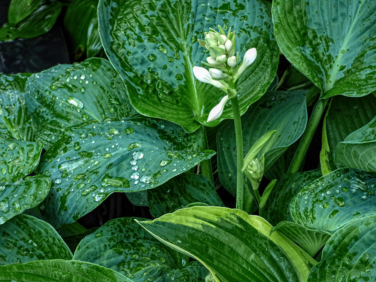 Rain in the Garden