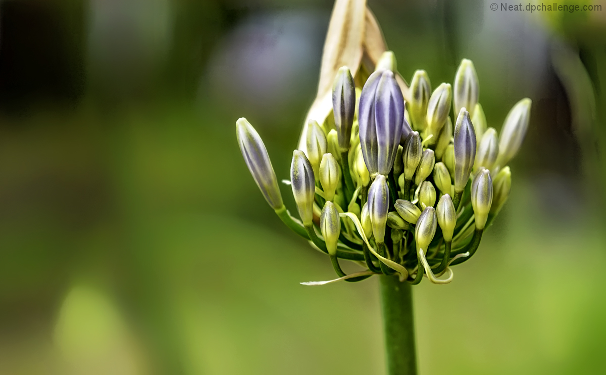 Agapanthus