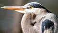 Heron