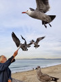 The Bird Feeder
