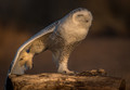 Snowy Owl doing its yoga routine.