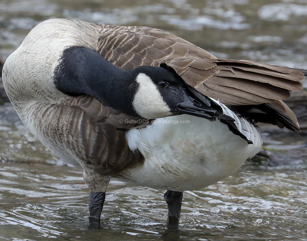 Preening