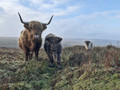 Hairy Beasts