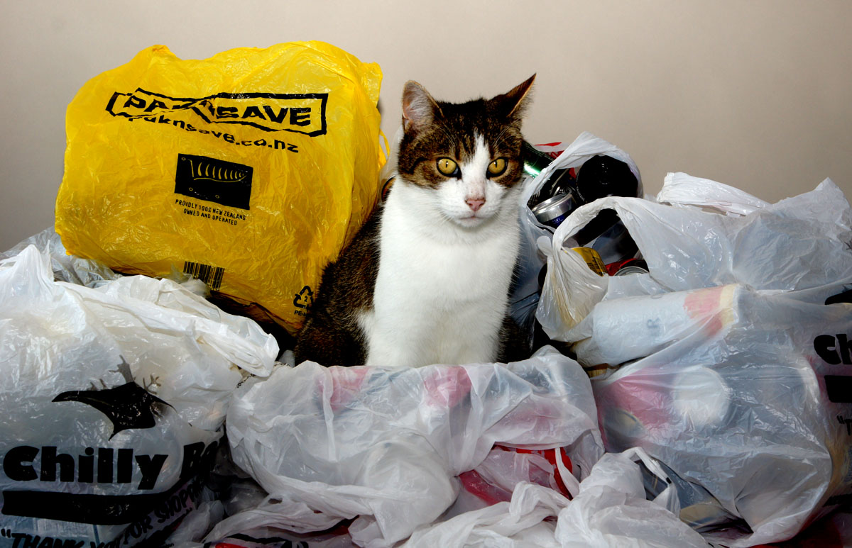 Be a cool cat; Ban the bags