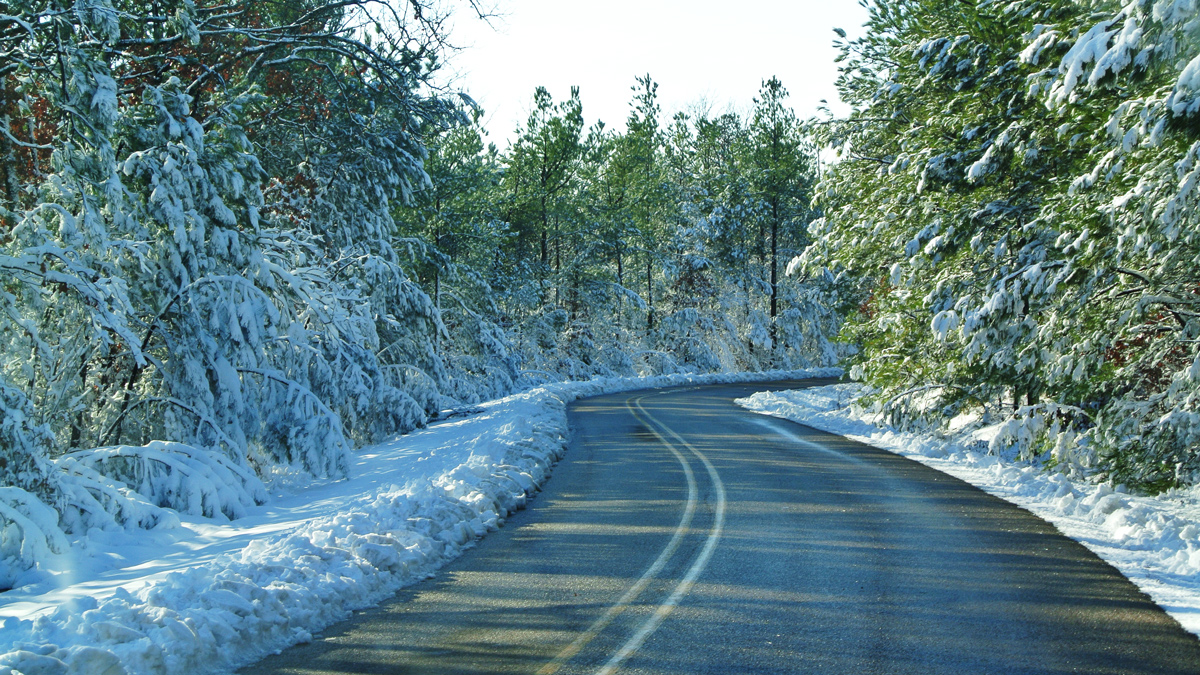 Road Through the Pines