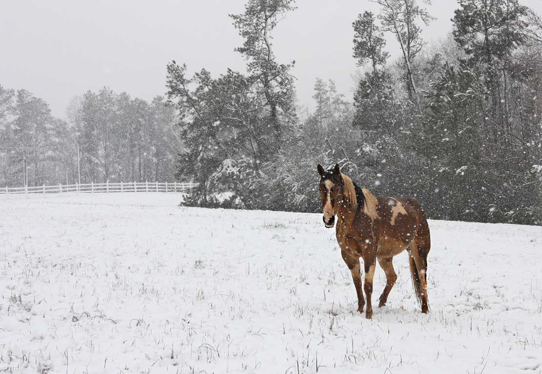 Snow Day