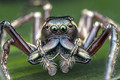 Portrait Of An Awesome Wide-Jawed Jumping Spider