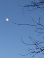 Early Evening Moon