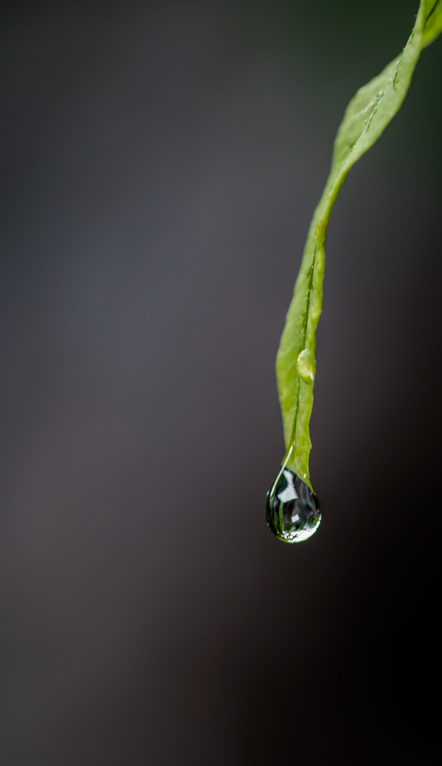 The weight of the drop of water